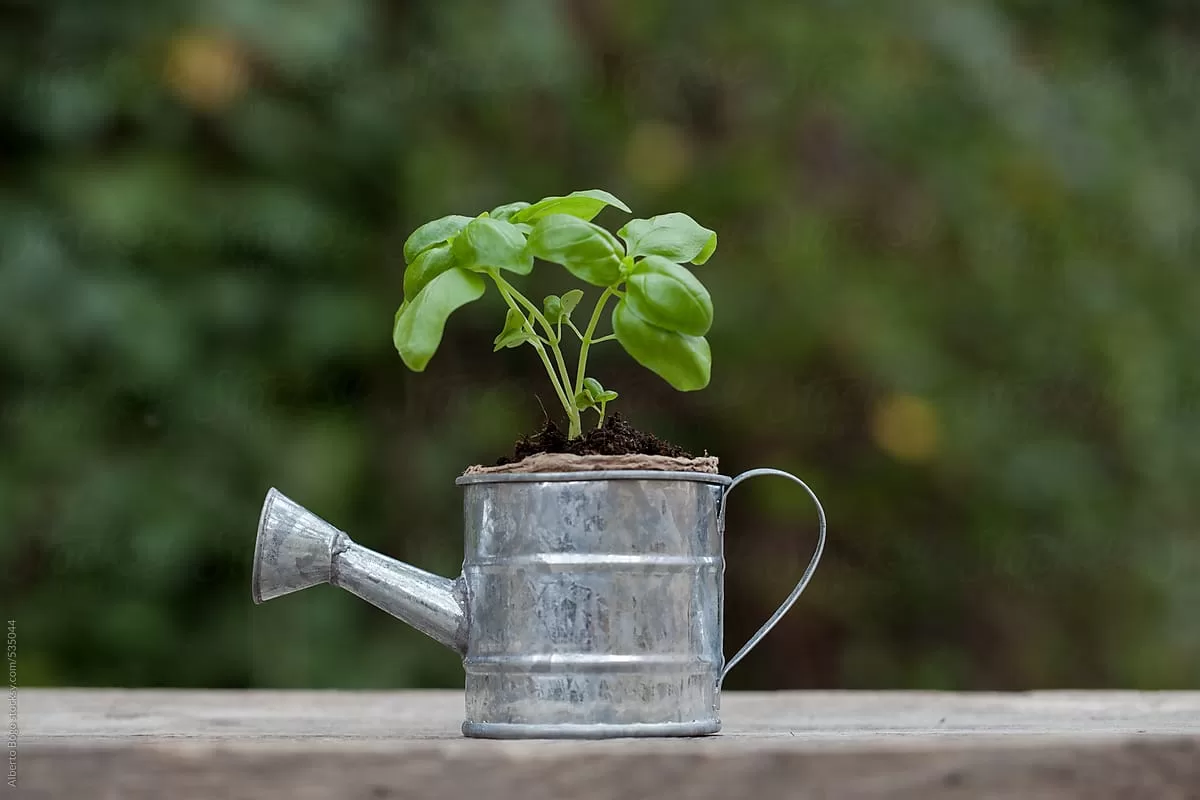 Top 7 melhores Regadores para Suas Plantas